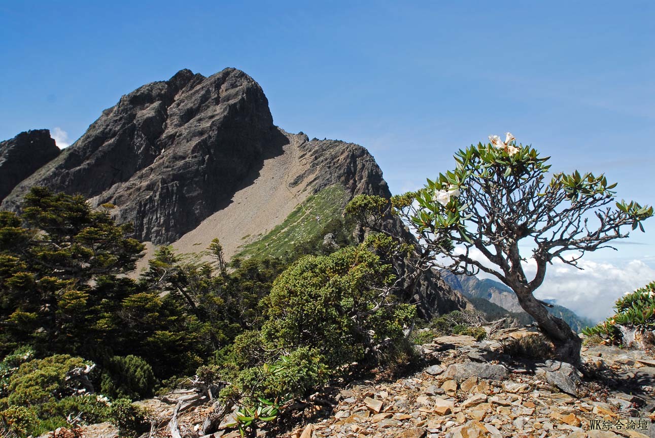 玉山北坳看玉山主峰.jpg