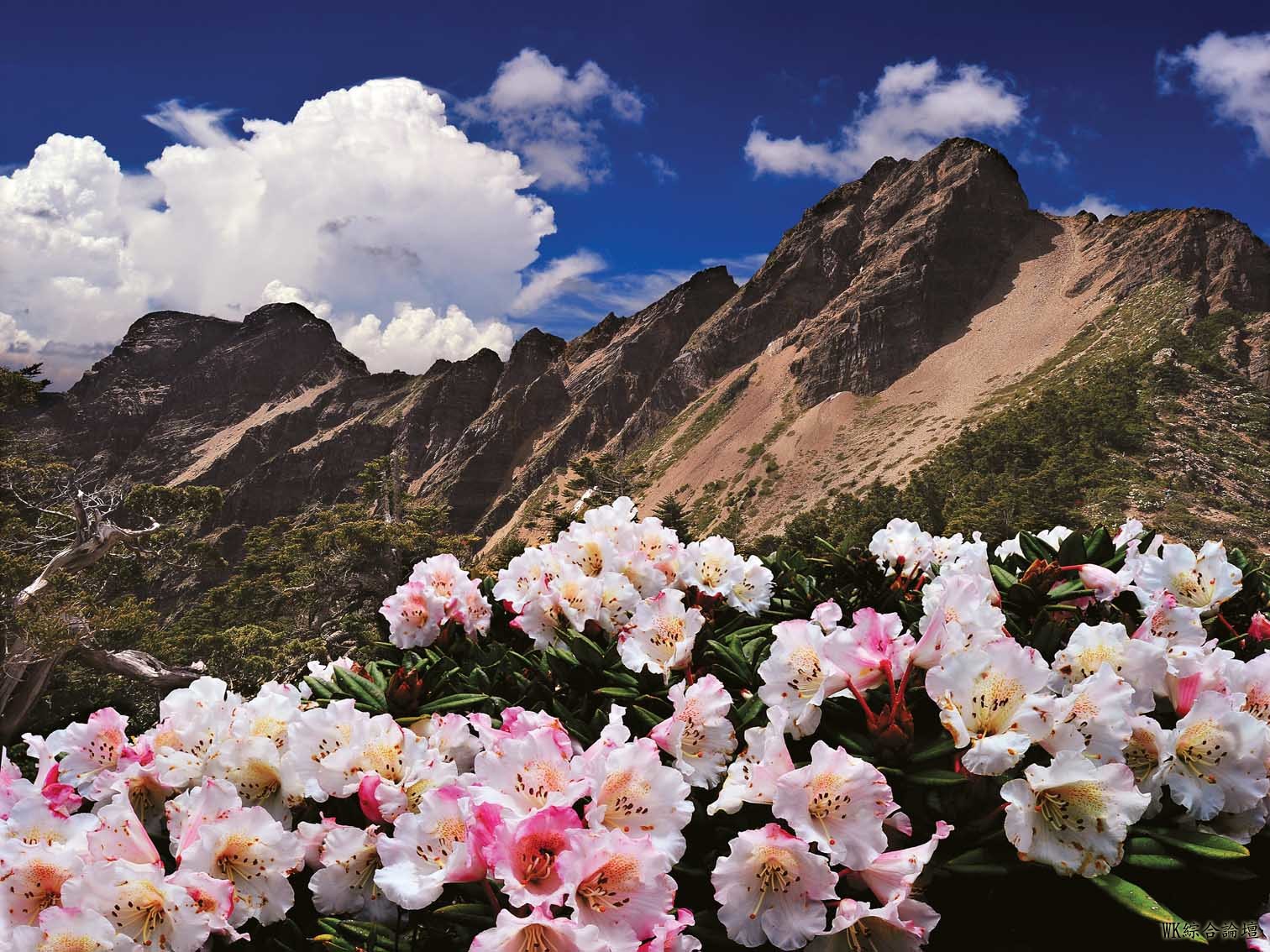 玉山杜鵑2179-60x45吋-merge天空.jpg