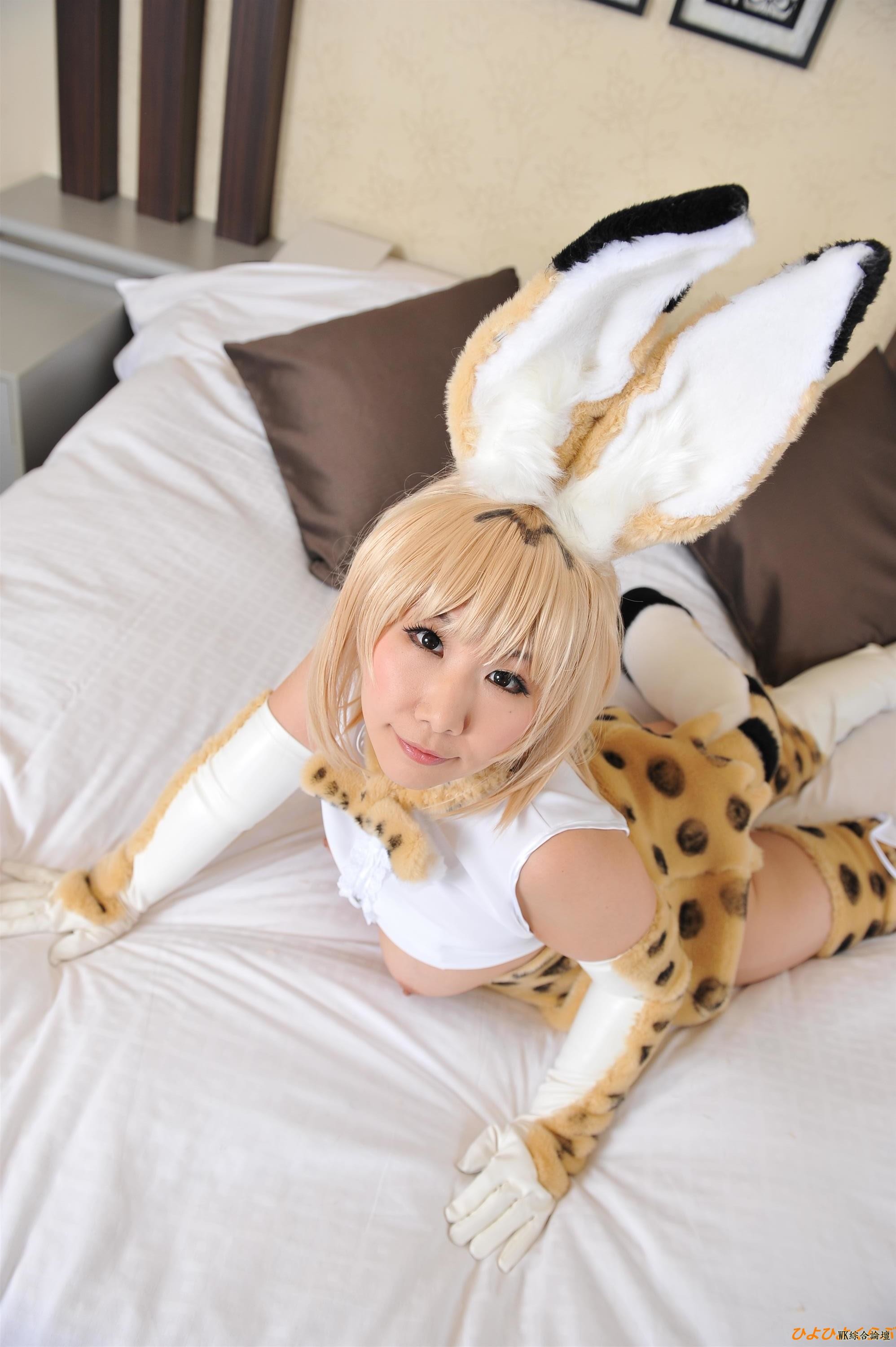 serval256.jpg