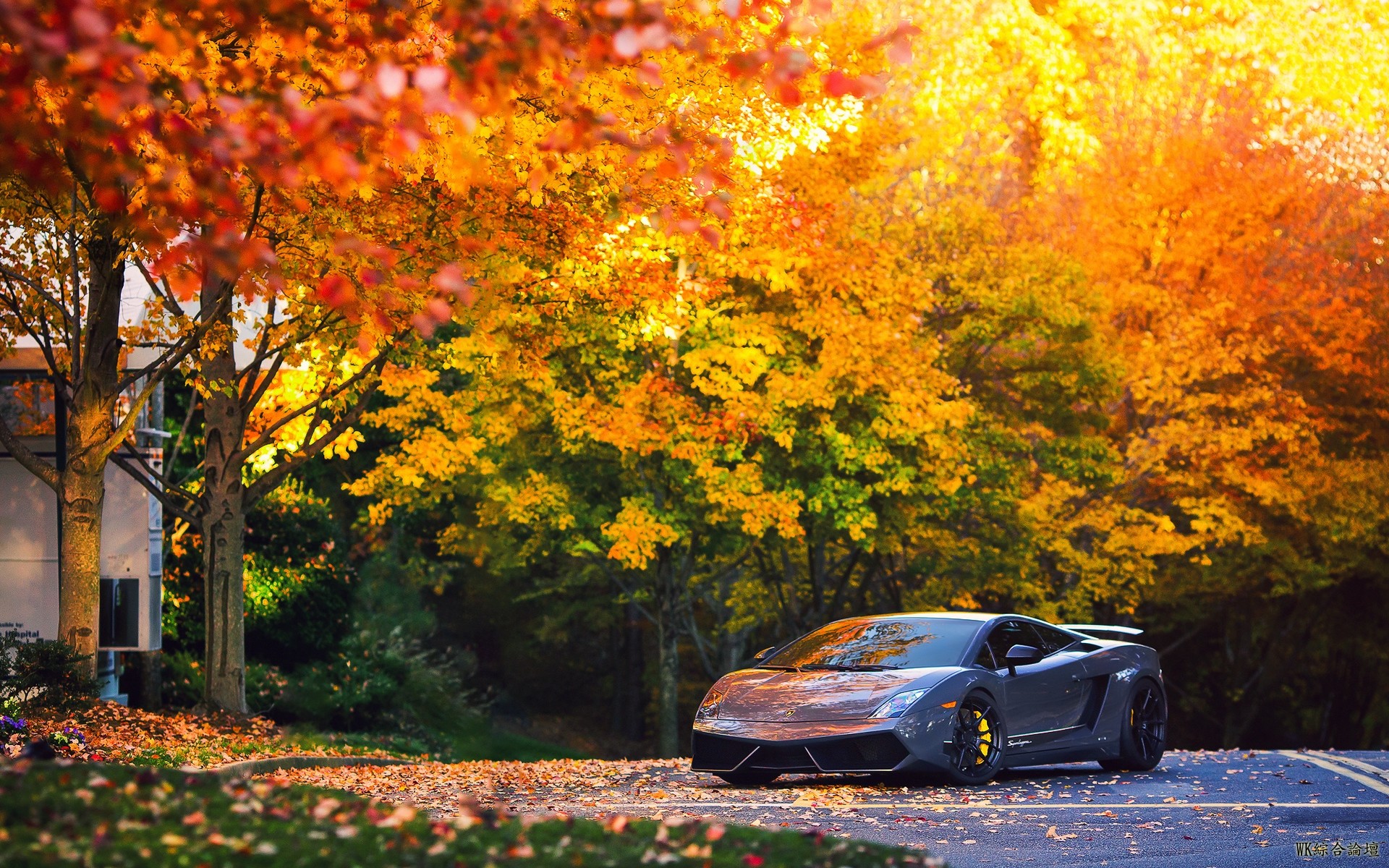 lamborghini_autumn_gallardo_superleggera_lp570_98310_1920x1200.jpg