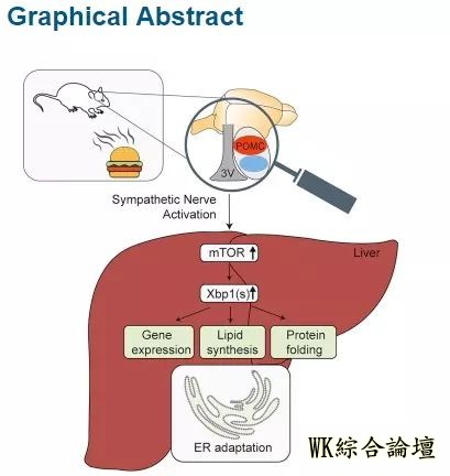 真不怪嘴!当看到食物时大脑和肝脏已经做好了准备!-4.jpg